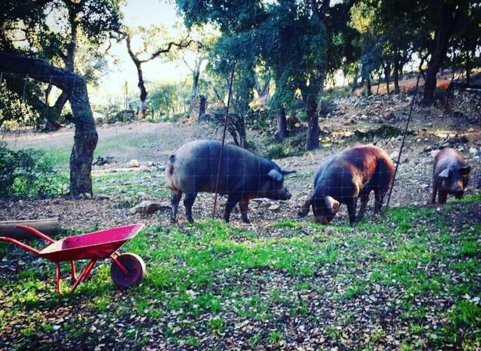 Casa Rural Alicia Villa Cortegana Esterno foto