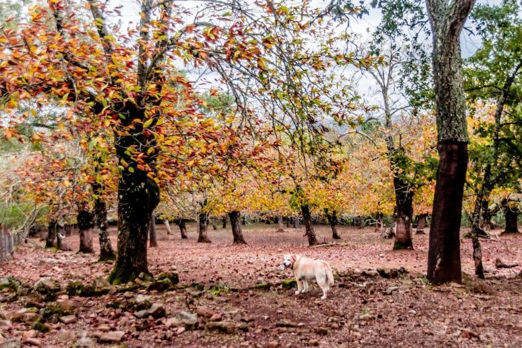 Casa Rural Alicia Cortegana Esterno foto