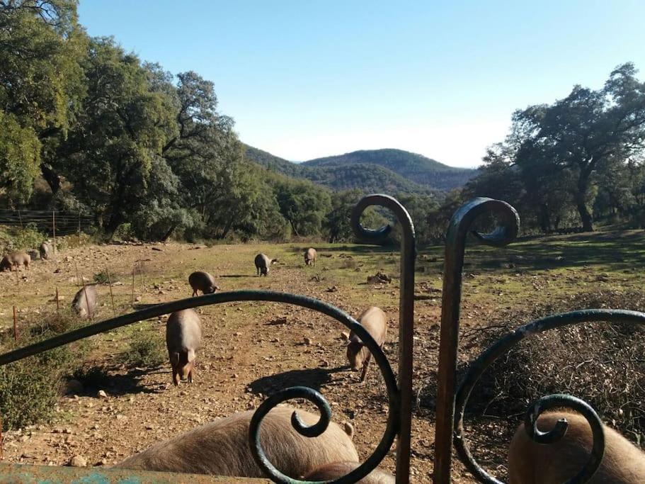 Casa Rural Alicia Villa Cortegana Esterno foto