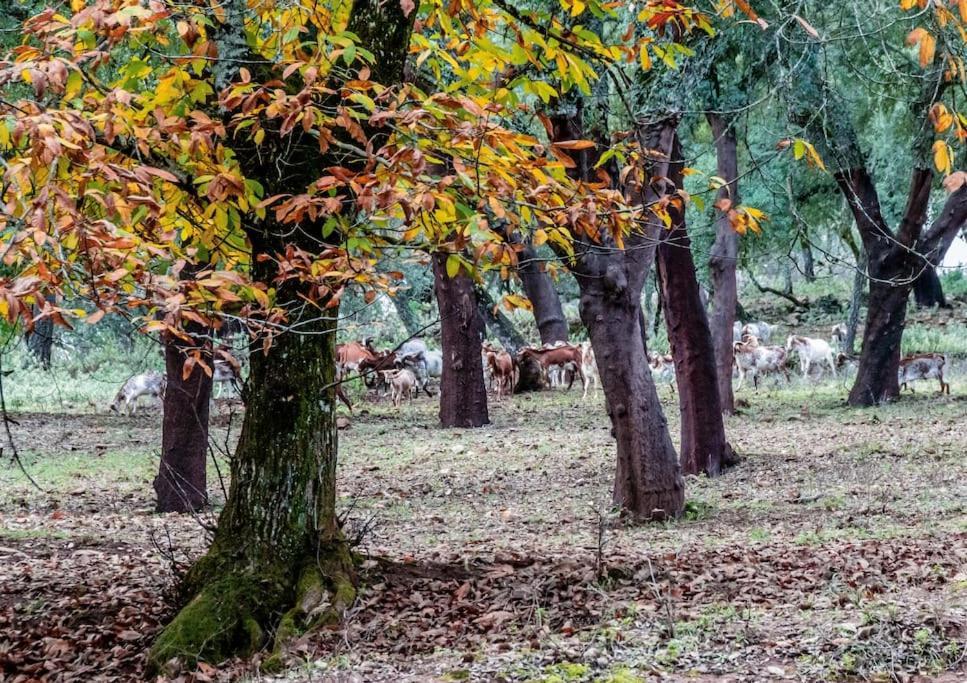 Casa Rural Alicia Villa Cortegana Esterno foto